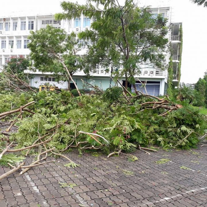 Rất nhiều cây bị đổ gãy.