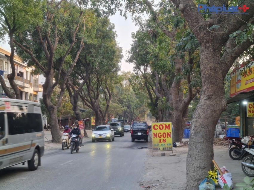 Một đoạn đường 70 với hai hàng cây xà cừ cổ thụ chưa bị đốn hạ