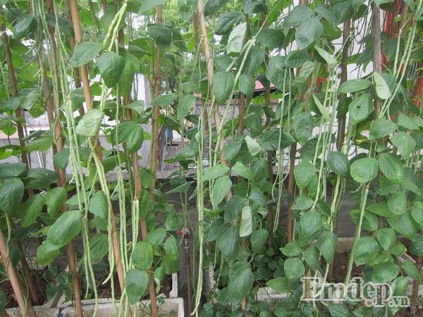 Vườn rau của chị Thơm giống nào cũng xanh ngon.