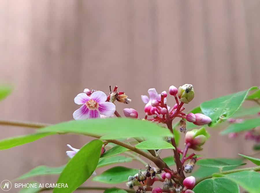 Trải nghiệm Camera Bphone B86, những tính năng mới có thú vị? ảnh 9