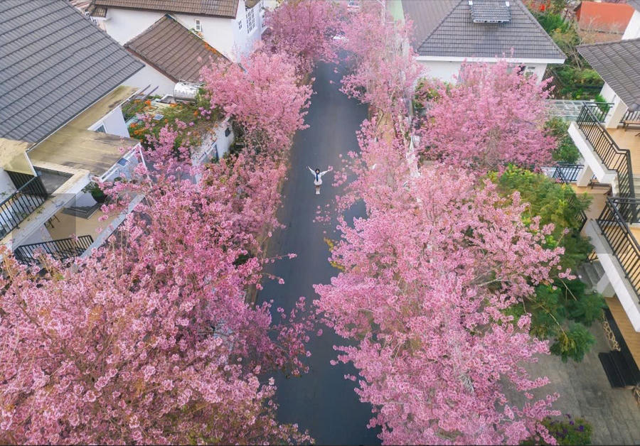 Hoa Mai Anh Đào là điểm nhất tuyệt đẹp của Đà Lạt. Ảnh: K.L