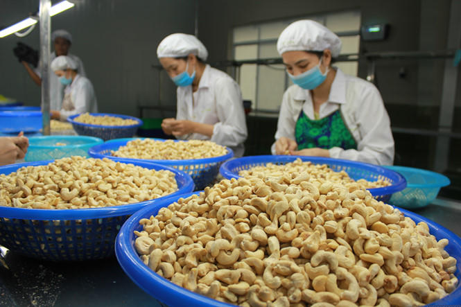 Xuất khẩu hạt điều mang về 1,24 tỷ USD trong 5 tháng đầu năm