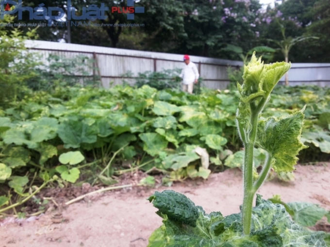 Nhiều chủ vườn cam kết các loại rau được trồng đều là rau sạch và không bón, tưới bất kỳ loại hóa chất nào. Cho nên rau ở đây nhiều loại rất còi, và thường có sâu.