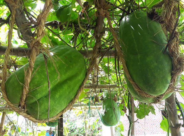 Bà Nguyễn Thị Giáo (58 tuổi, thôn Chánh Trạch 1), cho biết: “Trước đây, bí đao rẻ lắm, ăn không hết, bán chẳng ai mua nên nhiều nhà cũng bỏ không trồng nữa. Mấy năm trở lại đây, có nhiều nhà máy ở ngoài tỉnh tìm đến mua về để làm nước bí đao nên giá cũng khá cao. Hiện tai, thương lái mua bí đạt gần 5.000 đồng/1 kg nên bán cũng có lời”.