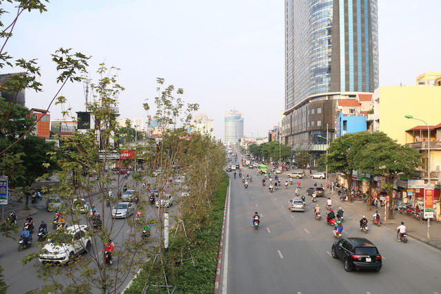 Mới đây, TP Hà Nội đã cho trồng 100 gốc cây phong lá đỏ tại tuyến phố Trần Duy Hưng - Nguyễn Chí Thanh. Loài cây ôn đới với màu lá vàng lãng mạn vào thu được kì vọng sẽ đem lại làn gió mới mẻ cho phong cảnh Thủ đô.