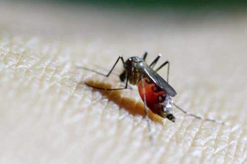 Phát hiện 21 trường hợp nhiễm virus Zika tại TP Hồ Chí Minh. Ảnh: Reuters.