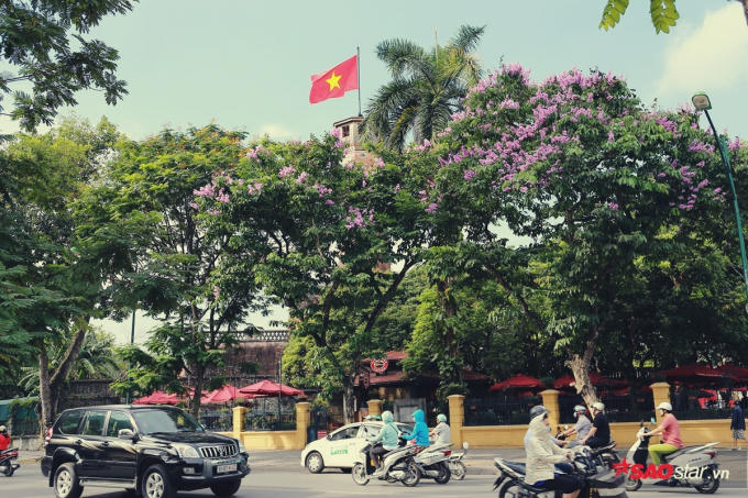 Tuyến đường Điện Biên Phủ lộng lẫy hơn nhờ hoa bằng lăng khoe sắc.