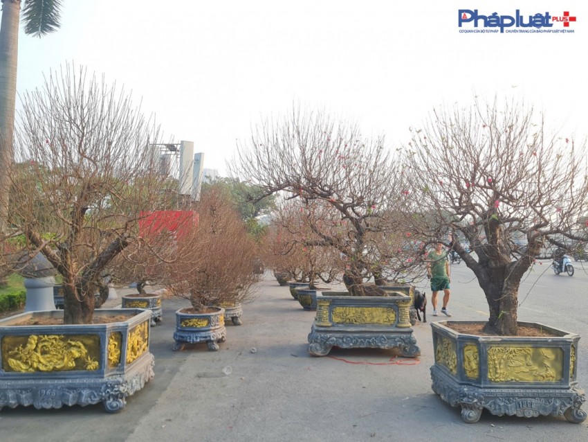 Quất, đào tấp nập xuống phố phục vụ người dân Thủ đô những ngày cận tết Nguyên đán