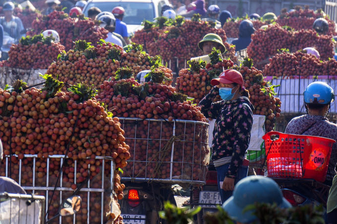 Người nông dân trong mùa thu hoạch vải năm 2020. ẢnhThanh Hải