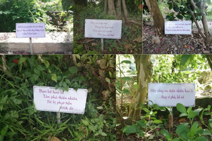 Trăm gốc tường vi đua nhau khoe sắc tại Tam Hiệp - Hà Nội - Hình 9