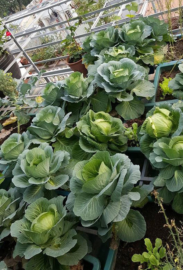 Bắp cải đều khiến nhiều người phát thèm.