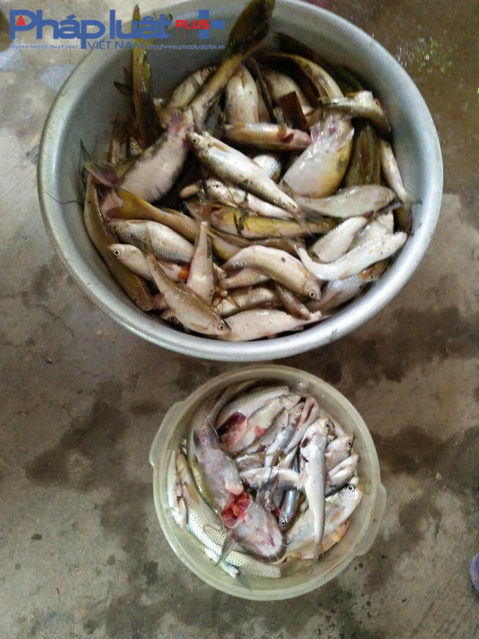 Cá chết vớt lên từ suối Khuổi Cải được chế biến thành món ăn của người dân xã Thổ Bình.