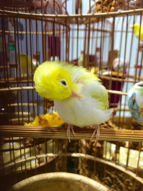 Chi&ecirc;m ngưỡng tổ ho&agrave;ng khuy&ecirc;n 'độc' nhất Việt Nam, nửa tỷ kh&ocirc;ng b&aacute;n