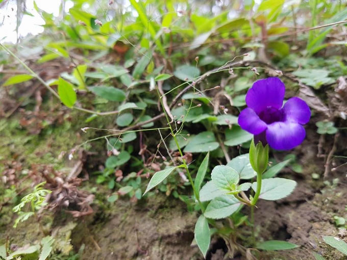 Sắc tím hiếm hoi giữa cánh đồng hoa tam giác mạch.