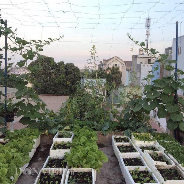 Khu vườn của chị Trang ở trên sân thượng tầng 2 có diện tích trên 80m2, hiện đang trồng khoảng 200 thùng xốp rau củ quả.