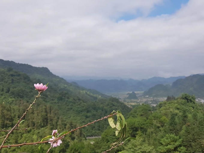 Những cánh hoa đào bất ngờ xuất hiện giữa tiết trời mùa Thu.