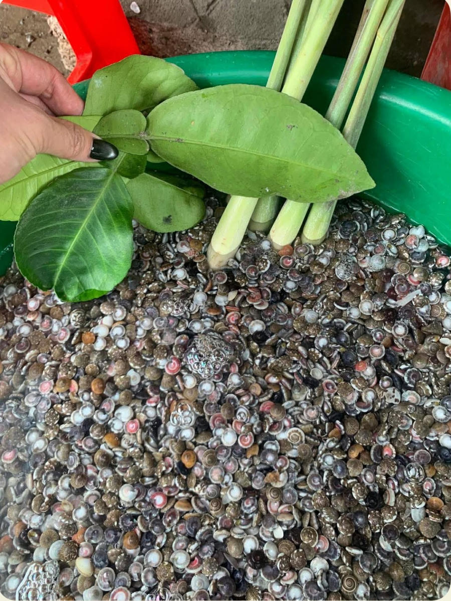 Ốc cườm là món ăn ngon ở vùng biển