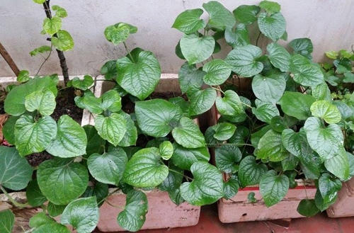 Lá lốt cũng được trồng và cho lá mơn mởn.