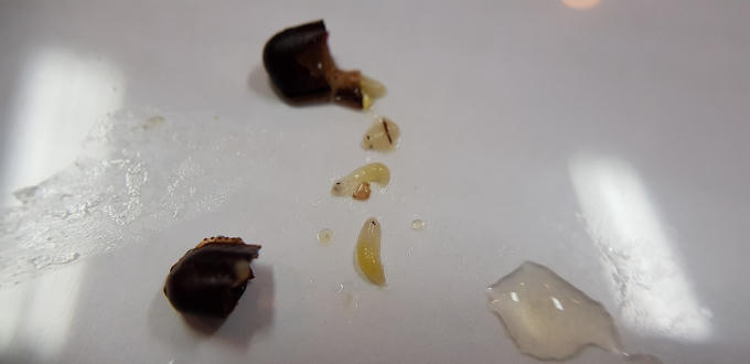 Tr&agrave; sữa GongCha tiếp tục bị tố c&oacute; dị vật