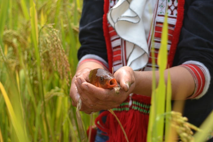 Chùm ảnh: Hoàng Su Phì vào mùa cá chép ruộng