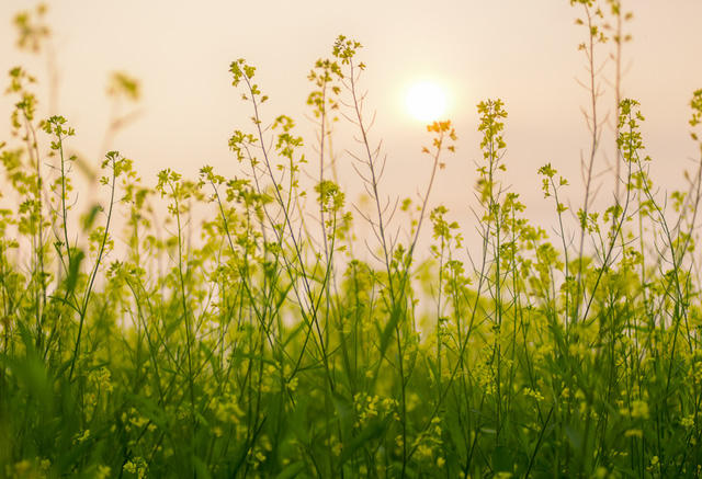 Những bông cải vàng rung rinh trong gió chiều hanh hao.