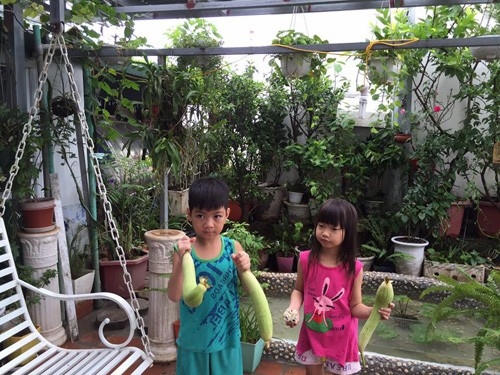 Cả nhà cùng thu hoạch mướp