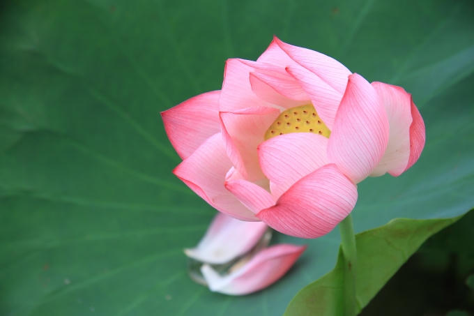 Cũng là lúc hoa sen nở.