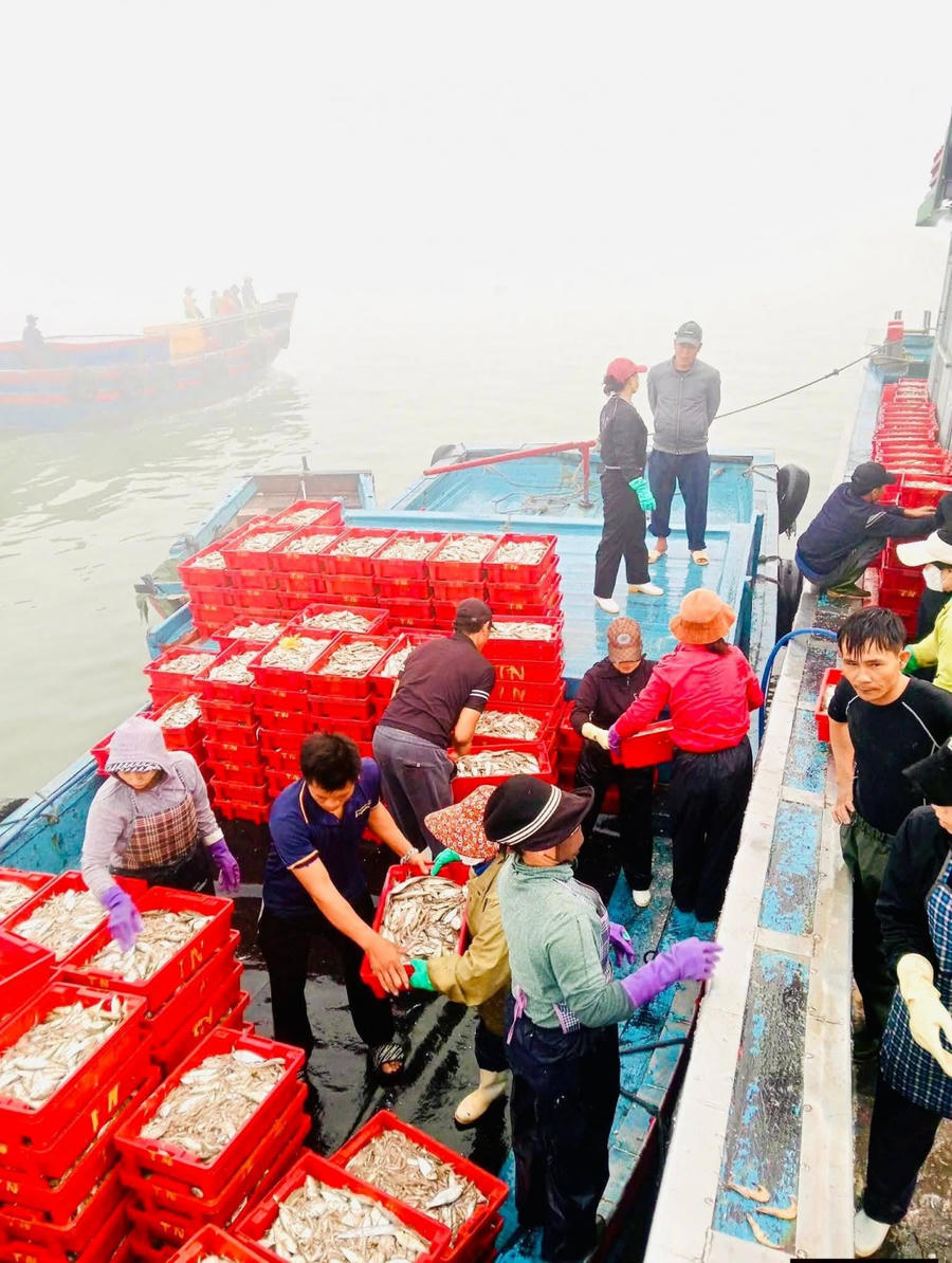 Ngư dân đón "lộc biển" đầu năm 2026.
