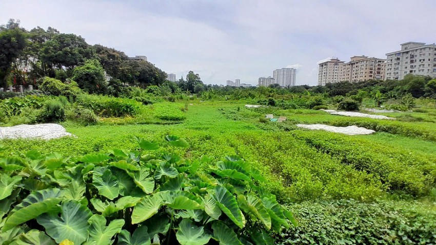 Theo người dân địa phương trồng rau tại khu đất này cho biết: "Đây là đất dự án, chúng tôi thấy quây tôn và có bảng tên dự án. Tuy nhiên thấy bỏ hoang nhiều năm không thấy đơn vị nào thi công. Đất đai để cỏ mọc um tùm, chúng tôi thấy lãng phí nên cải tạo trồng rau màu".