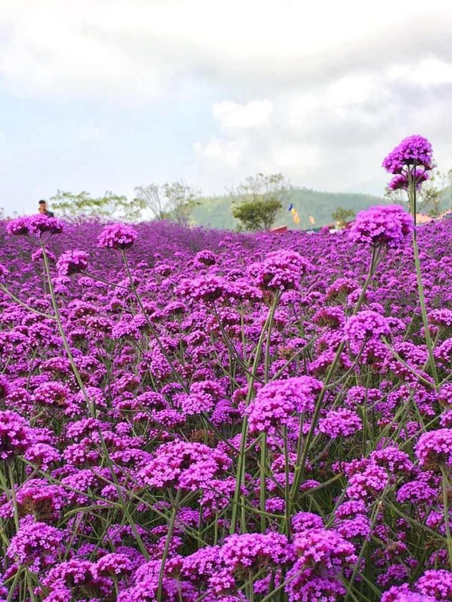 Đồi hoa đang được mở cửa miễn phí, phục vụ du khách tham quan, chụp ảnh