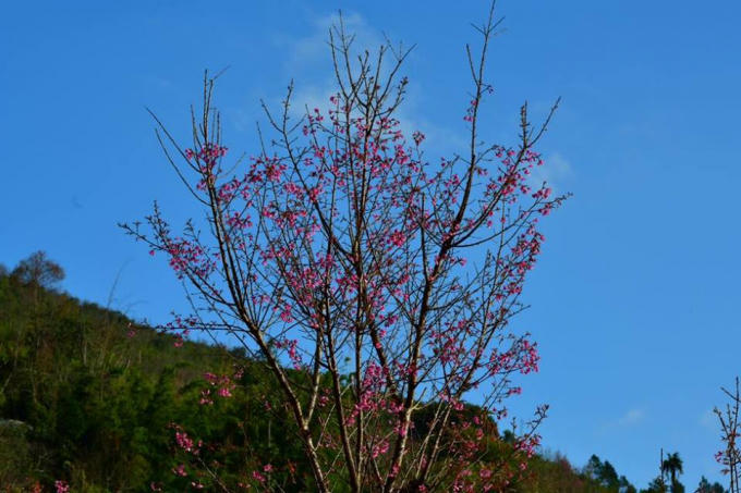 Rực rỡ sắc hoa Tớ D&agrave;y chiều Đ&ocirc;ng La P&aacute;n Tẩn