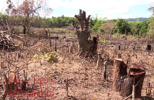 Những cây gỗ rừng tự nhiên đường kính từ 20 - 40 cm bị chặt phá.