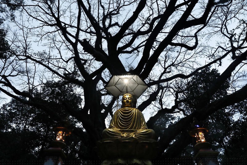 Bức tượng Đức Phật dưới tán bồ đề bên cánh rừng trăm tuổi lắng nghe cầu nguyện của muôn nỗi nhân gian.