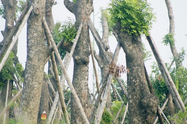Những cây xà cừ cổ thụ được gia cố rất chắc chắn để chống đổ do mưa bão.