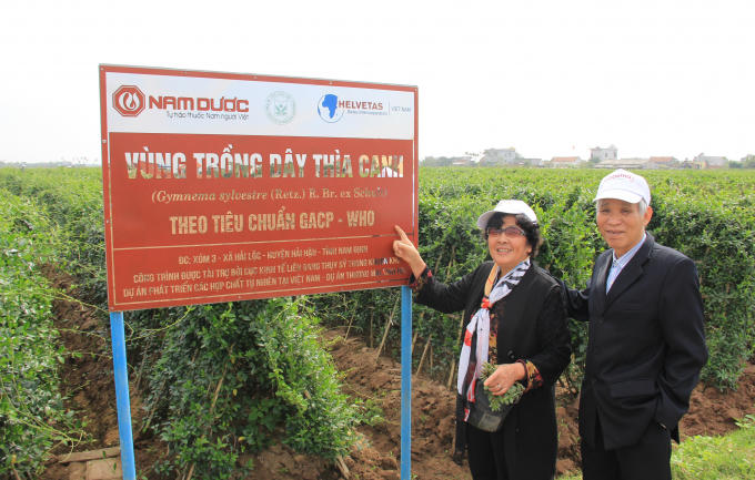 Vùng trồng Dây thìa canh rộng 3ha đạt tiêu chuẩn GACP-WHO của Tổ chức Y tế Thế Giới tại Hải Hậu –  Nam Định