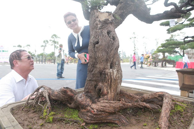 Những gốc cây xù xì chỉ có thiên nhiên tạo tác được chứ con người không thể làm được