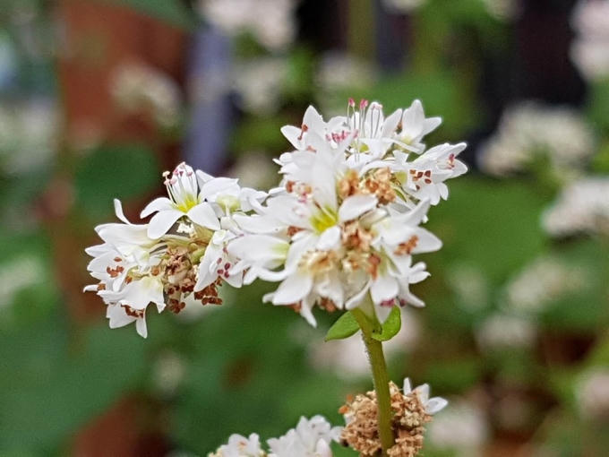 Thu về rủ nhau du lịch Hà Giang ngắm hoa tam giác mạch