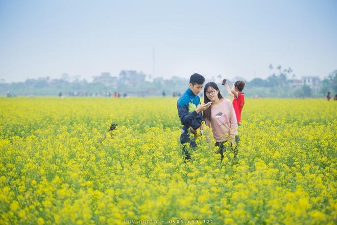 Ngắm sắc v&agrave;ng thắm rực rỡ c&aacute;nh đồng hoa cải Th&aacute;i B&igrave;nh