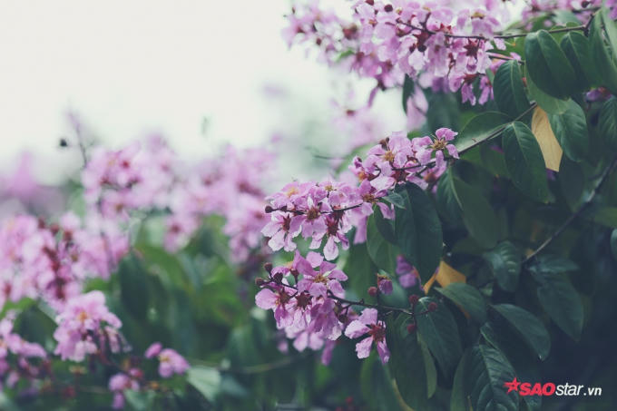 Được biết, mỗi bông hoa bằng lăng có 6 cánh, mỗi cánh dài chừng 2 đến 3,5 cm. Loại hoa này hiện được trồng nhiều ở Đông Nam Á, Ấn Độ và các vùng nhiệt đới khác.