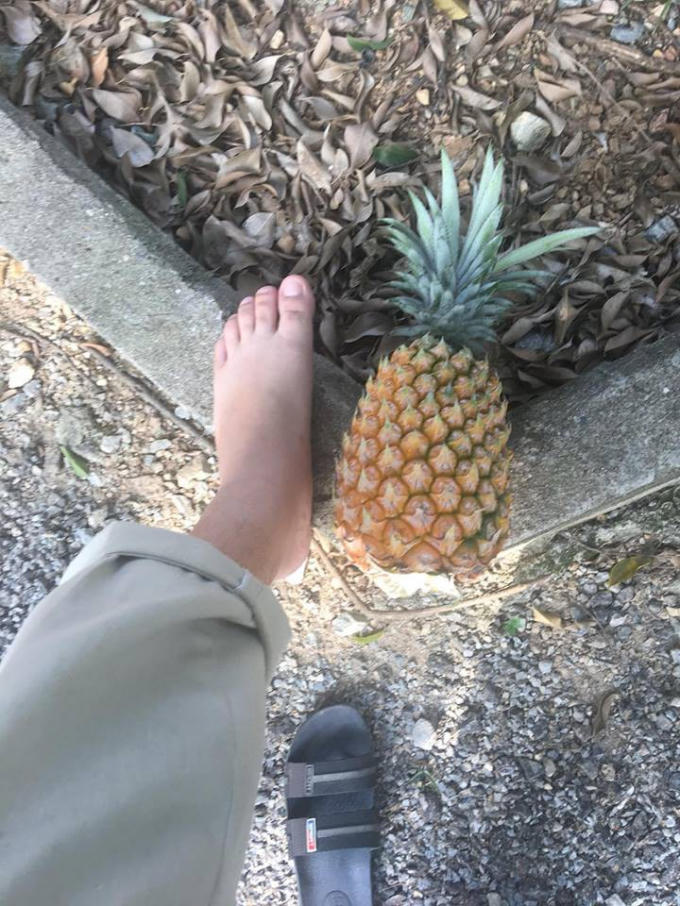 Loại dứa to hơn bàn chân