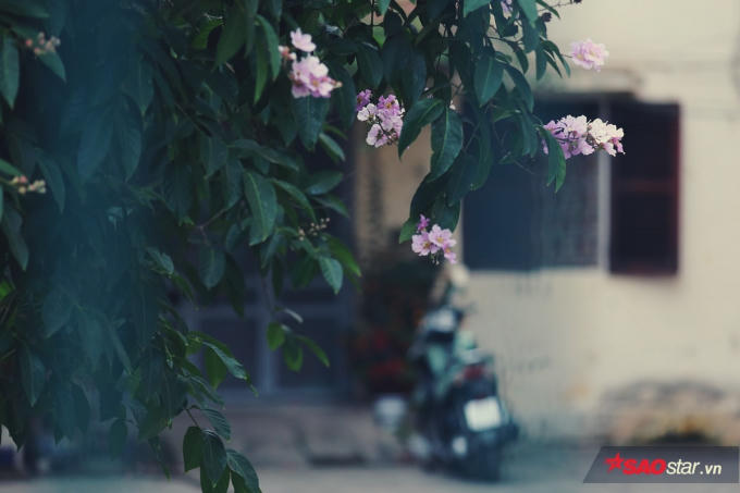 Hoa bằng lăng đẹp ngay từ khi mới chớm nở giữa những chùm nụ tím nhẹ nhàng.