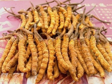 Ngày 12/4 vừa qua, báo điện tử Sina.com đã đăng bài “Lật tẩy “Đông trùng Hạ thảo” – Đầu đuôi một vụ đại lừa đảo kiểu Trung Quốc” gây xôn xao dư luận.