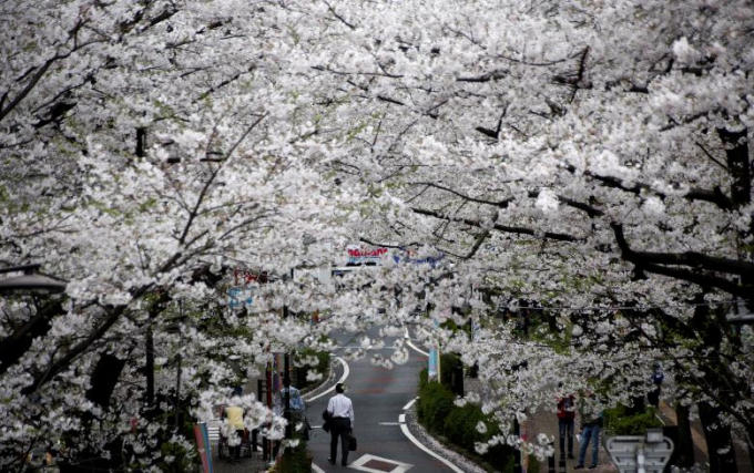 Một người đàn ông đi bộ dưới những gốc cây anh đào ở Tokyo.