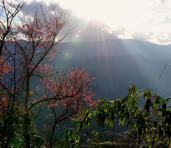 Chiều đến, khi ánh nắng cuối chiều Đông hắt qua đỉnh núi, những cây hoa Tớ Dày trở nên quyến rũ vô cùng.