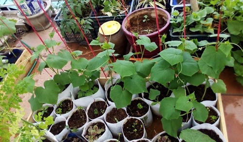 Khay nước được quây xung quanh bởi các ván gỗ dài và mỏng, đáy được lót nilon loại làm từ nhựa nguyên sinh PE.