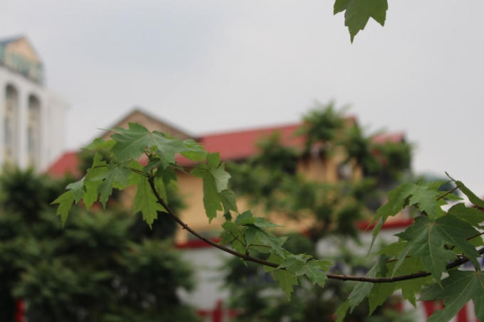 Không chỉ góp phần cải thiện không khí và tạo cảnh quan đô thi, hàng cây phong sinh trưởng và phát triển tốt sẽ tạo cho đường phố Hà Nội một diện mạo mới.