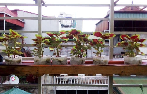 Máng rau dền trên cao khá tươi tốt.