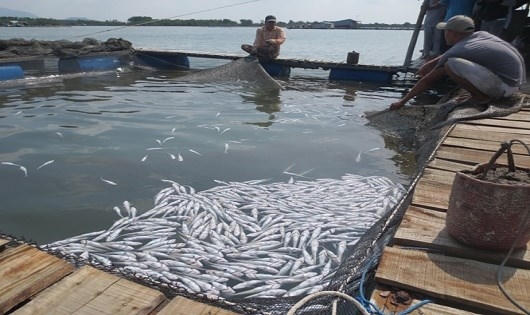 Các hộ nuôi cá lồng ở Bà Rịa - Vũng Tàu đã thắng kiện. (Ảnh minh họa)