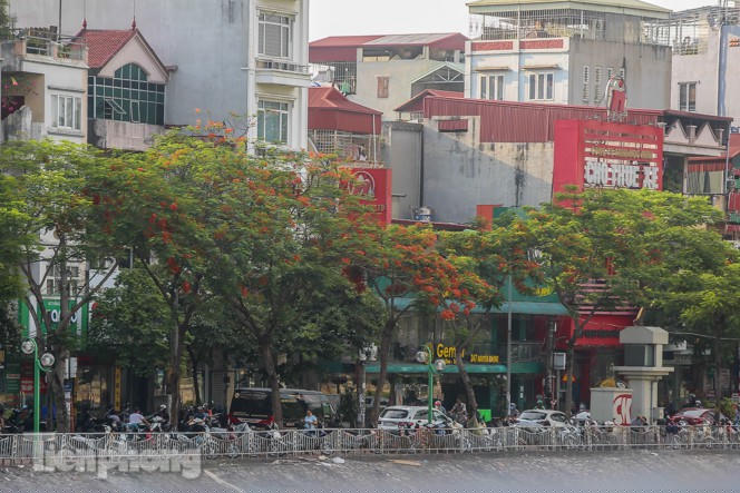 Những phố hoa Hà Nội làm xao xuyến lòng người - ảnh 9