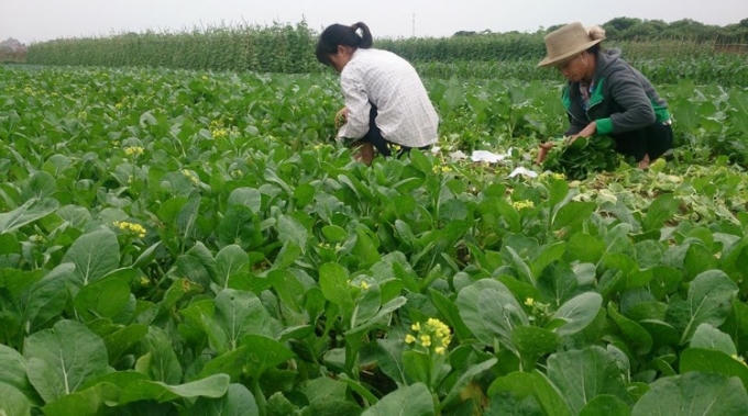 Các luống rau cải rộ bông, chờ thu hoạch